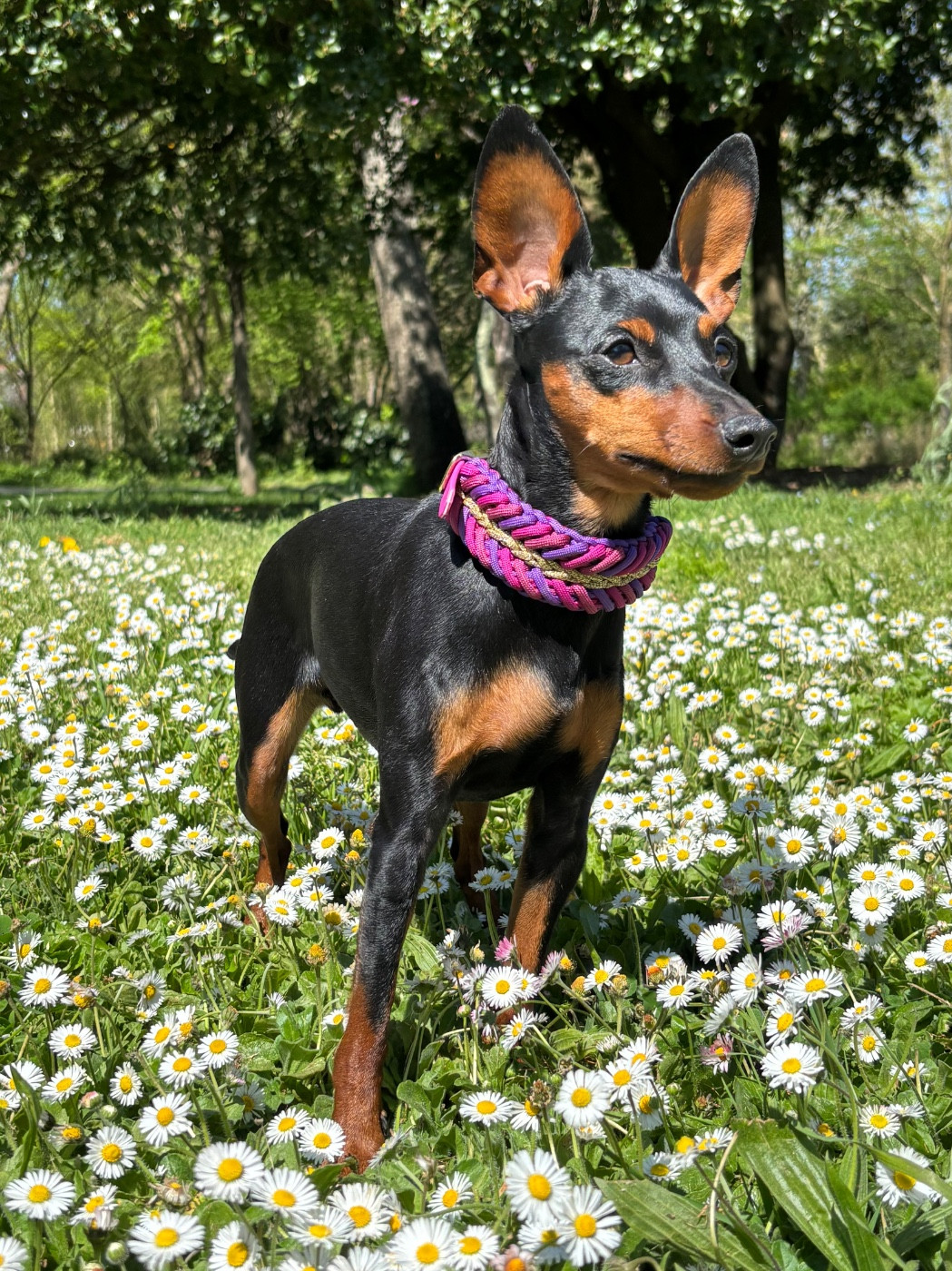 Ulyssia (Nina) (Sans Affixe)