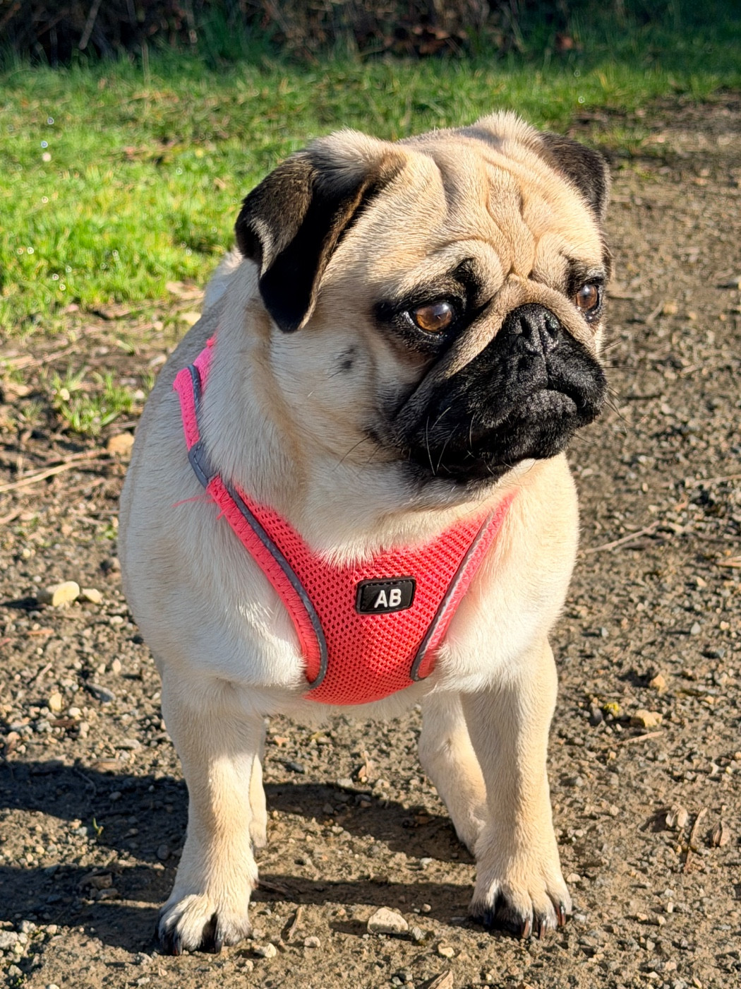 Lul'nacrees Vérity (Bloom)