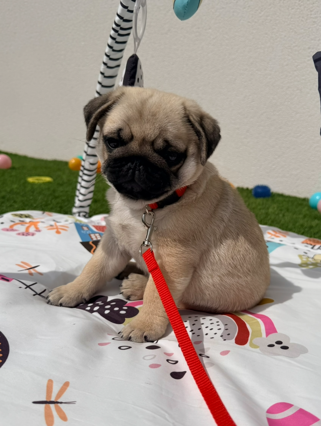Chiots nés chez nous