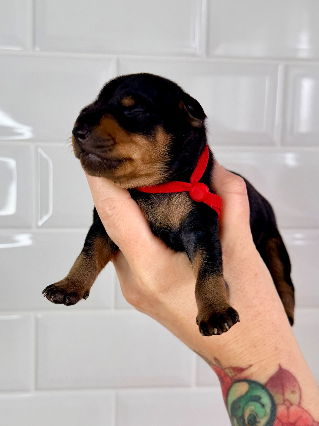 Des Coeurs De Beurre - Chiots disponibles - Pinscher nain