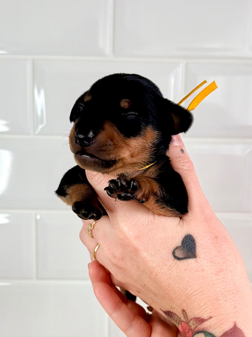 Des Coeurs De Beurre - Chiots disponibles - Pinscher nain