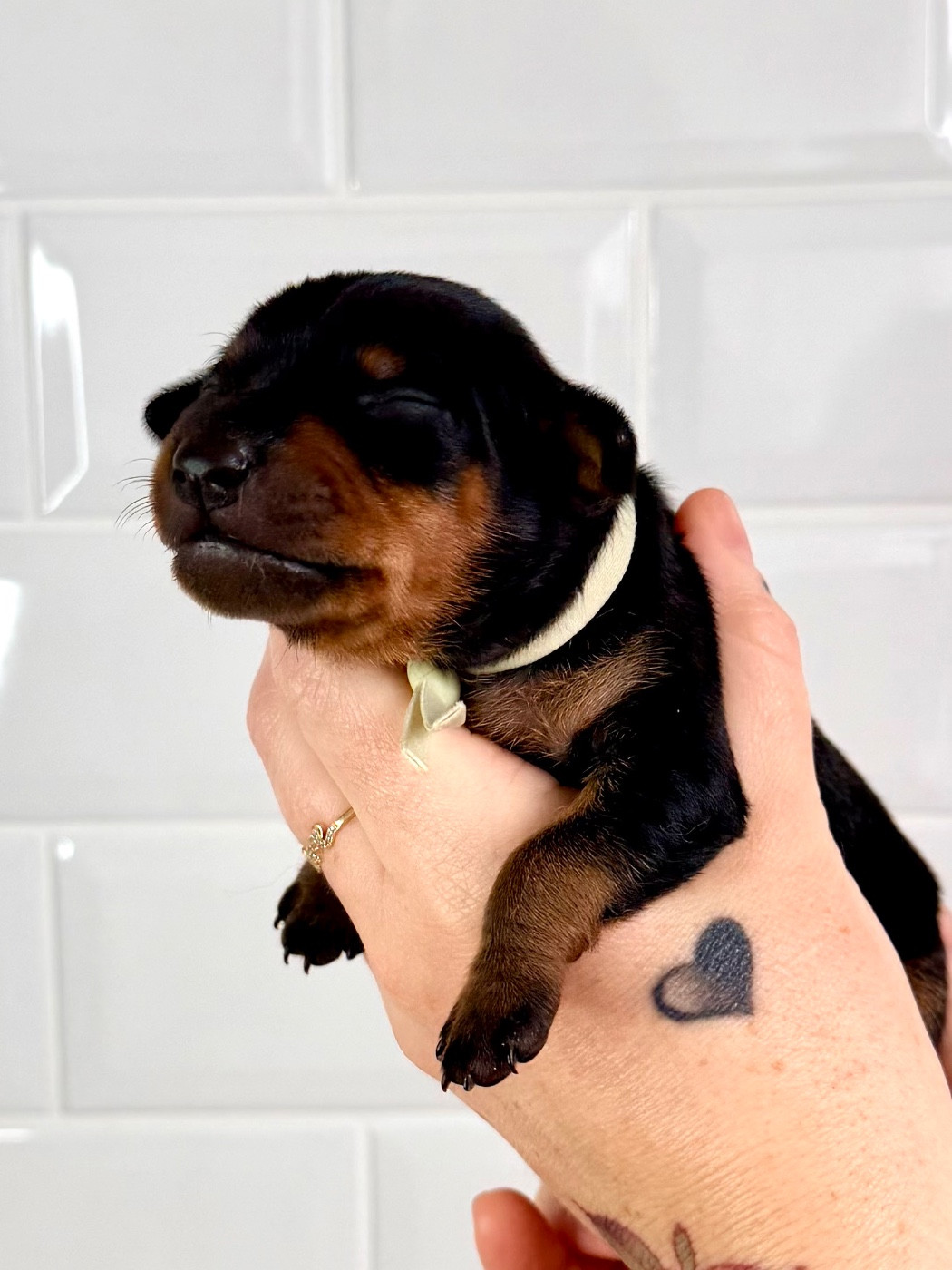 Des Coeurs De Beurre - Chiots disponibles - Pinscher nain