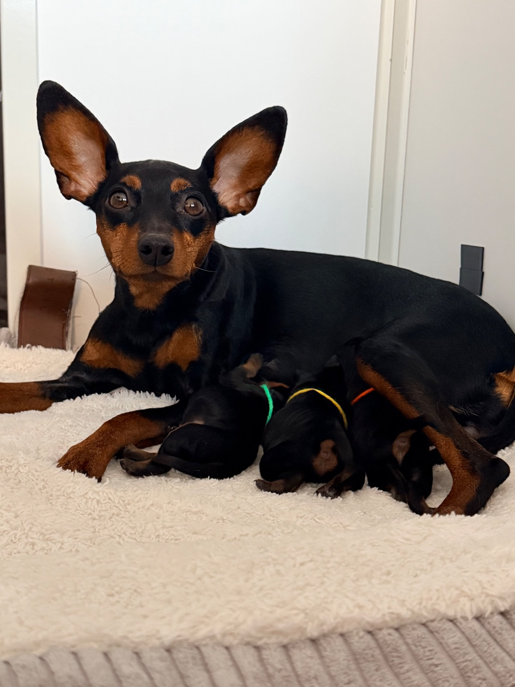 Chiot Pinscher nain Des Coeurs De Beurre