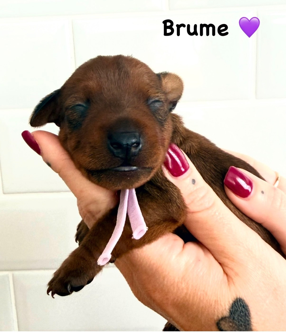 Des Coeurs De Beurre - Chiots disponibles - Pinscher nain