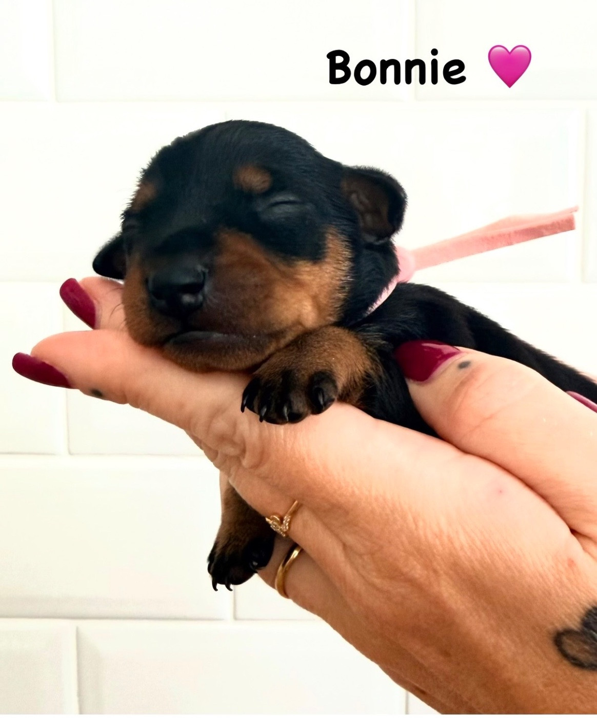 Des Coeurs De Beurre - Chiots disponibles - Pinscher nain