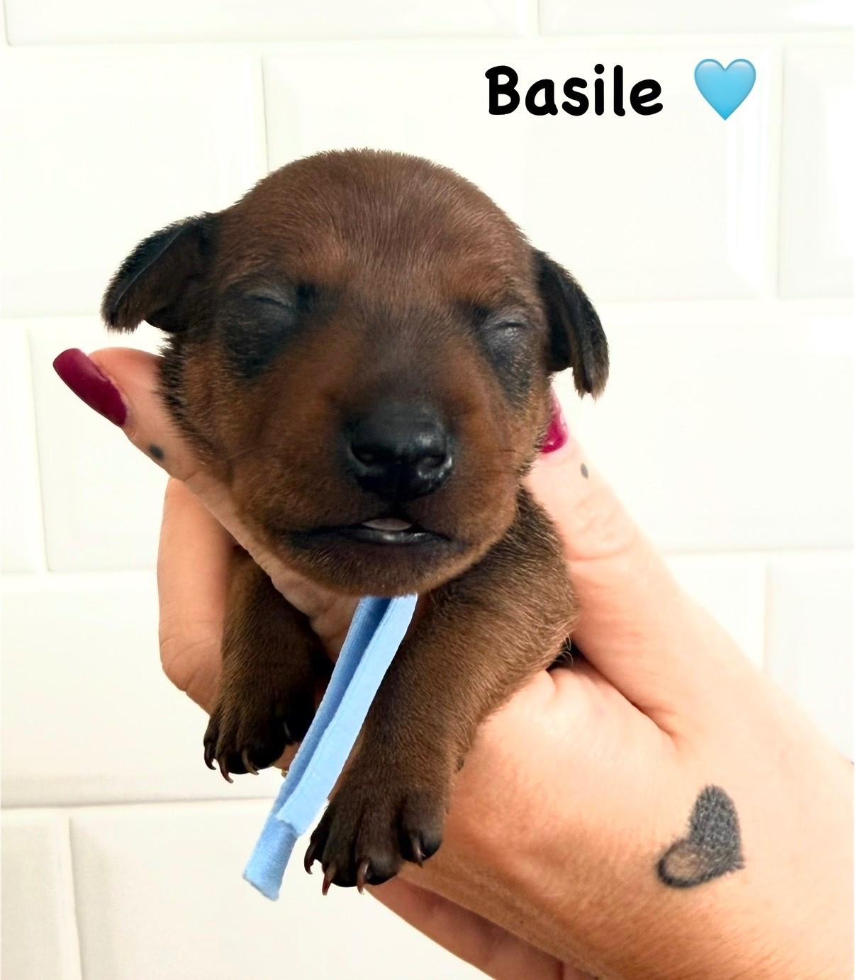 Des Coeurs De Beurre - Chiots disponibles - Pinscher nain
