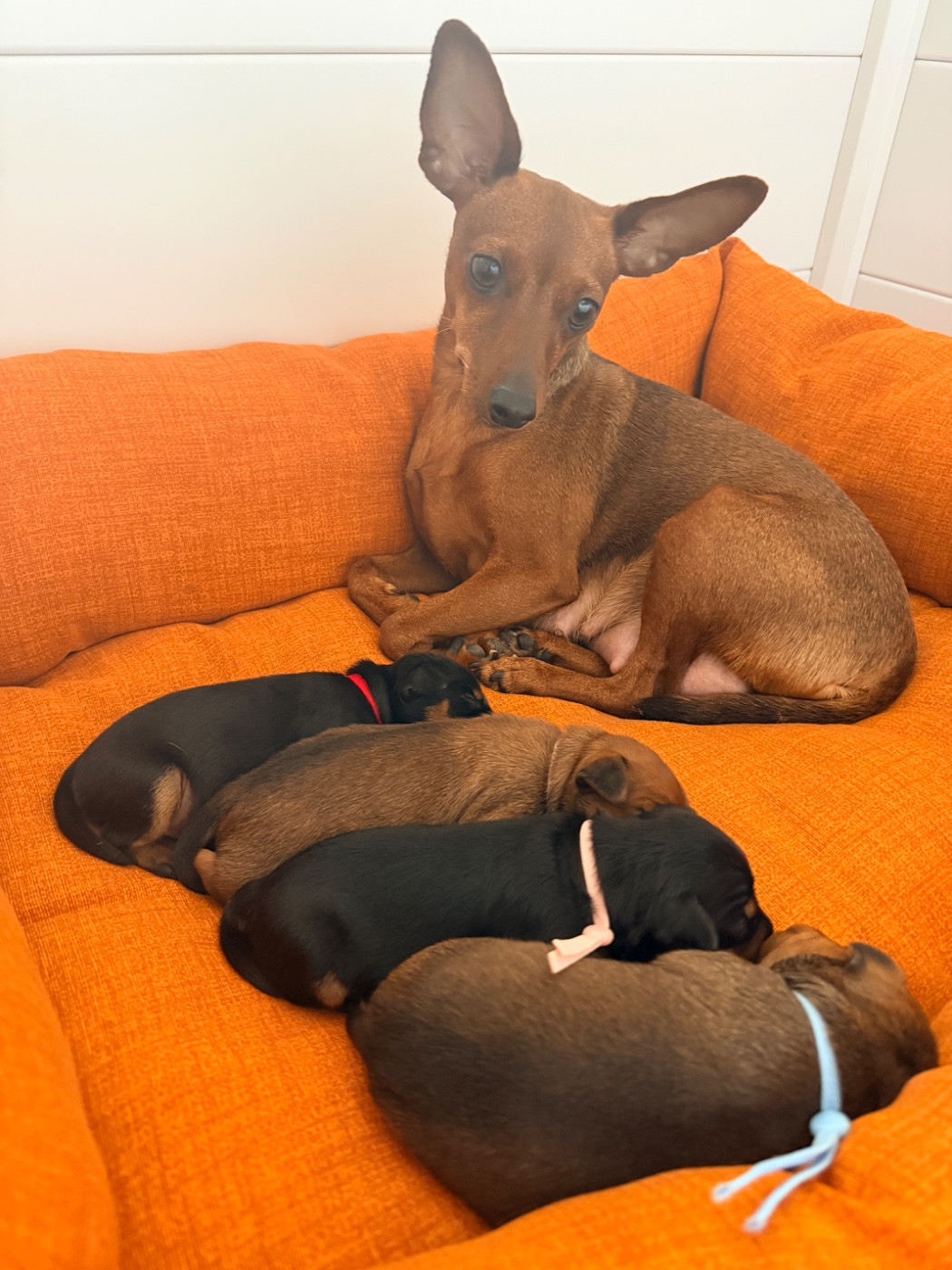 Chiot Pinscher nain Des Coeurs De Beurre