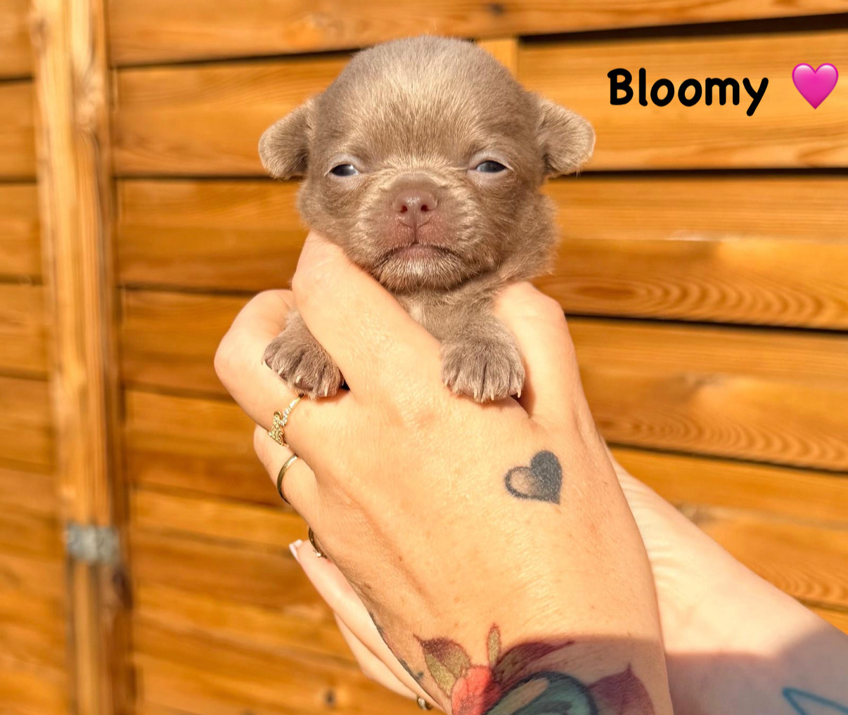 Des Coeurs De Beurre - Chiots disponibles - Chihuahua