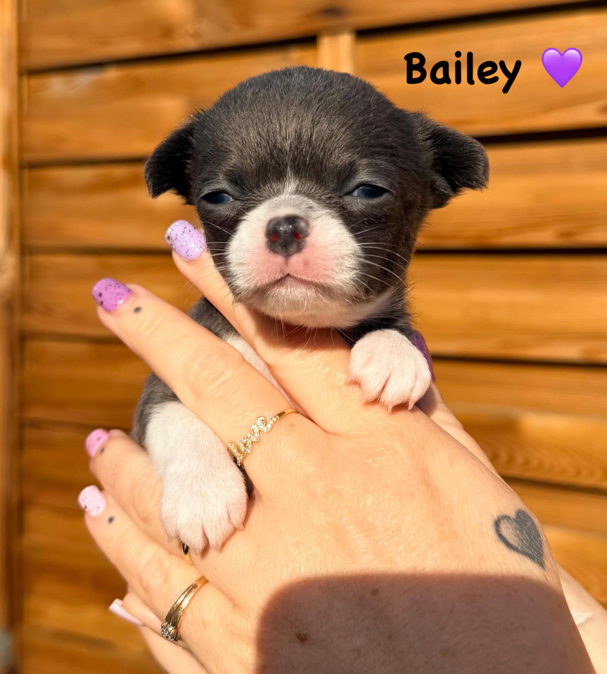 Des Coeurs De Beurre - Chiots disponibles - Chihuahua