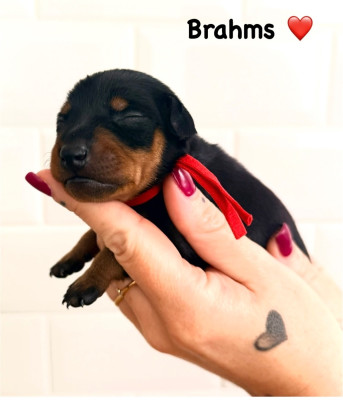Brahms